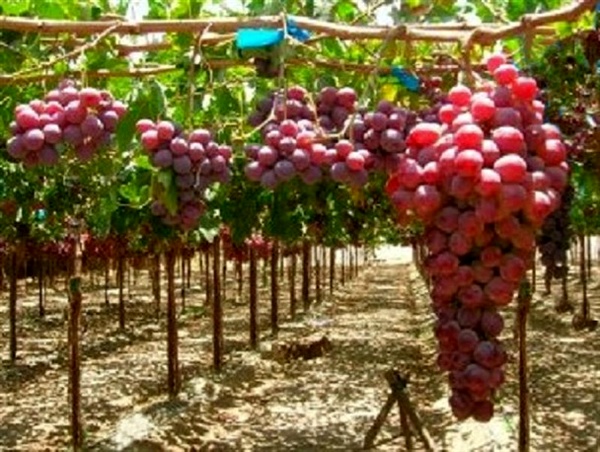 تولید سالانه 3.2 میلیون تن انگور در کشور