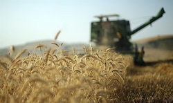 کشاورزان خواستار صادرات گندم به خارج از مرز‌ها هستند