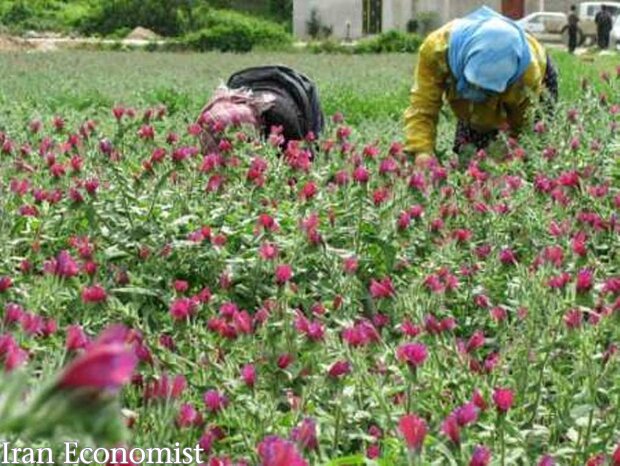 ۹۵۰۰ میلیارد تومان به طرح&zwnj;های اشتغال&zwnj;زای روستایی پرداخت شد