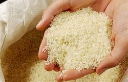 ورود برنج خارجی به شمال شایعه است