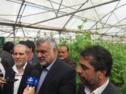 حجتی: کشاورزی قراردادی در دستور کار وزارت جهاد کشاورزی است