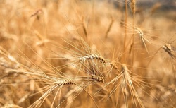 پیشنهاد روسیه برای تاسیس اوپک غلات