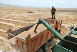 شرایط و نرخ خرید تضمینی محصولات زراعی در سالهای ۹۸ و ۹۹ +جدول