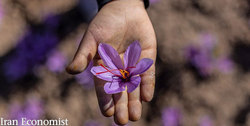 اُفت ۵۰ درصدی قیمت طلای سرخ در بازار