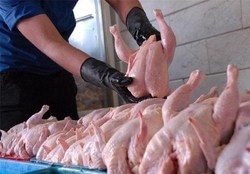 استمرار ثبات قیمت مرغ طی یک هفته آینده در بازار