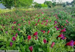۴۹ شرکت تعاونی گیاهان دارویی ساماندهی شدند