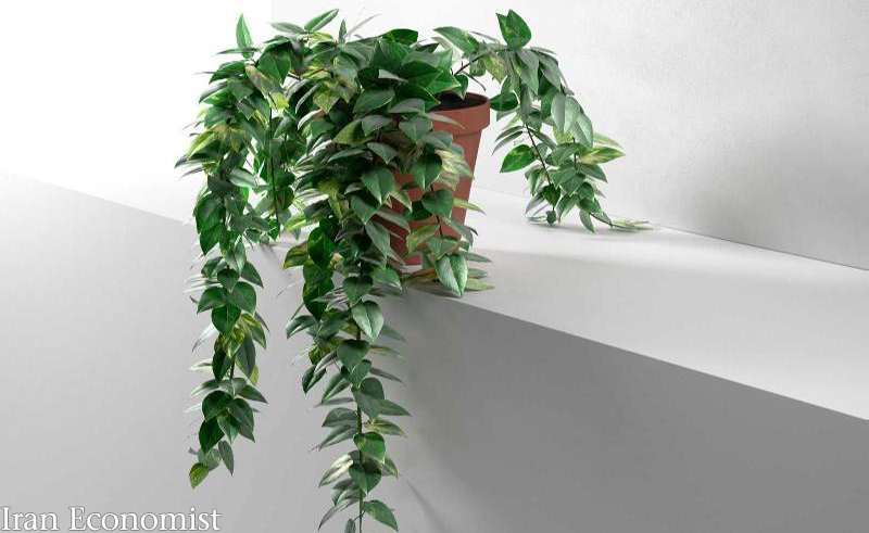 گیاهان تصفیه کننده هوا؛ ۱۰ گیاهی که سموم هوای اتاق را از بین می‌برند