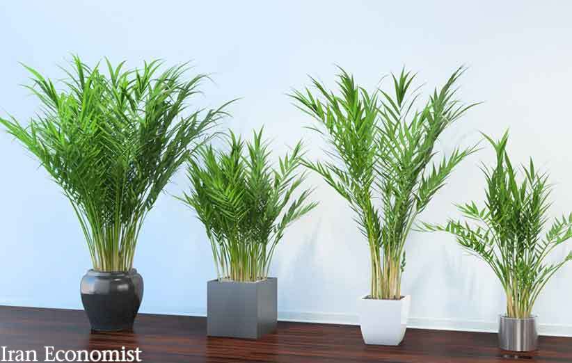 گیاهان تصفیه کننده هوا؛ ۱۰ گیاهی که سموم هوای اتاق را از بین می‌برند