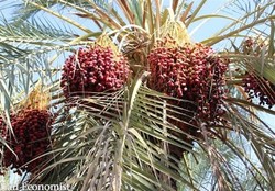 خرما در صدر گرانی‌ها قرار گرفت+ جدول