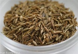 عرضه زیره سبز توسط کشاورزان در بورس کالا