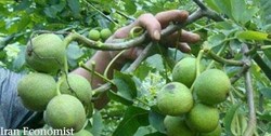 حشرات به مبارزه با آفات باغی آمدند