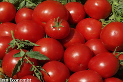 اعمال عوارض صادراتی برای گوجه فرنگی