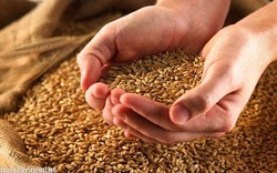 پیش‌بینی تولید ۱۳ میلیون تن گندم در سال جدید