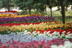 ببینید| لاله هایی برای مقام والای مادر