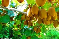صادرات کیوی تا 15 مهر ماه ممنوع است