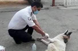 ببینید| سگ مصدوم به اورژانس در کهگیلویه و بویر احمد پناه برد