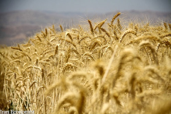 یک مسئول وزارت کشاورزی در گفتوگو با ایلنا خبر داد:تولید ۱۰ میلیون تن گندم قطعی است/ کشاورزان نگران تامین بذر گندم سال آینده نباشند/ گرانی خوراک دام دلیل اصلی کاهش تحویل گندم به دولتتولید ۱۰ میلیون تن گندم قطعی است/ کشاورزان نگران تامین بذر گندم سال آینده نباشند/ گرانی خوراک دام دلیل اصلی کاهش تحویل گندم به دولت یک مسئول وزارت کشاورزی در گفتوگو با ایلنا خبر داد:تولید ۱۰ میلیون تن گندم قطعی است/ کشاورزان نگران تامین بذر گندم سال آینده نباشند/ گرانی خوراک دام دلیل اصلی کاهش تحویل گندم به دولتتولید ۱۰ میلیون تن گندم قطعی است/ کشاورزان نگران تامین بذر گندم سال آینده نباشند/ گرانی خوراک دام دلیل اصلی کاهش تحویل گندم به دولت