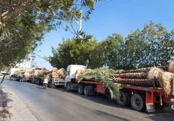 نخل‌های صادراتی ایران به قطر برگشت خورد