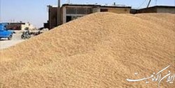 پیش‌بینی خرید تضمینی ۵.۵ میلیون تن گندم در سال جاری