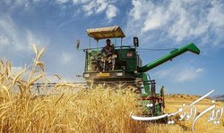 قیمت گندم رکورد می‌زند؟