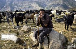 عشایر زودتر از زمان معین کوچ بهاره را آغاز نکنند