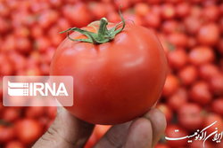 وزارت جهاد کشاورزی: با ورود گوجه جنوب به بازار، قیمت‌ها بزودی متعادل می‌شود