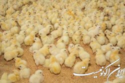 مقایسه‌ی سویه‌های مختلف جوجه گوشتی