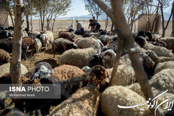 مافیا اجازه کاهش قیمت‌ گوشت را نمی‌دهند