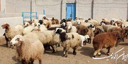 تعداد دام‌های سبک کشور به ٧٣,٩ میلیون رأس رسید