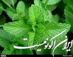 فواید مصرف گیاه نعناع در ماه رمضان