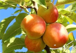 برای صادرات محصولات باغی باید بیشتر تلاش می‌کردیم
