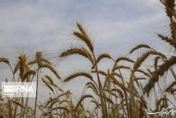 وجه گندمکاران بلافاصله پرداخت می‌شود