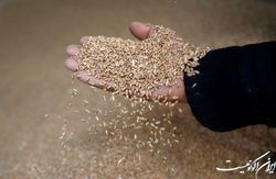 پول گندم کاران در کوتاه‌ترین زمان ممکن پرداخت می‌شود