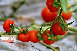 قیمت گوجه فرنگی تعدیل می شود