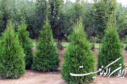 گیاهان بومی تهران دیگر توانایی بقا در پایتخت را ندارند