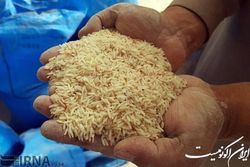 قیمت برنج در هفته جاری پایین‌تر می‌آید