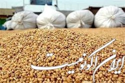 دپوی ۲.۷ میلیون تنی خوراک دام و طیور در گمرک