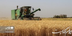 جریان قطع سوخت 2000 ‌کمباین‌ در این روزهای فصل برداشت گندم‌ چه بود‌