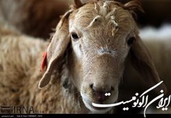 صادرات دام زنده کماکان ممنوع است