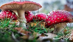 از مسمومیت با قارچ‌ سمی تا نارنجک آخر سال