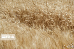 اجرای طرح ۵ ساله برای پایداری تولید گندم از سال زراعی آینده