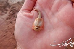 کشف فسیل‌های زنده ۵۵۰ میلیون ساله در ایالت آریزونا!