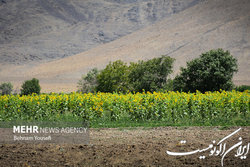 رمز رسیدن به اقتدار غذایی انتقال یافته‌های دانشمندان به مزرعه است