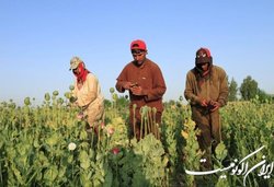 رشد ۳ برابری ارزش موادمخدر بین کشاورزان افغانستانی و احتمال افزایش کشت خشخاش و شاهدانه