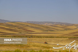 برآورد سطح زیرکشت ۳ محصول استراتژیک با فناوری فضایی