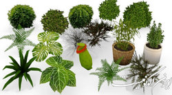 «رده بندی و نام گذاری علمی گیاهان» در وبیناری دانشجویی