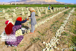 افتتاح همزمان ۷۶ پروژه زیرساختی شبکه تعاون روستایی ایران در ایام دهه فجر