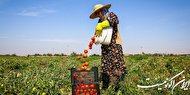 عوارض صادرات گوجه فرنگی زراعی 70 درصد باقی ماند