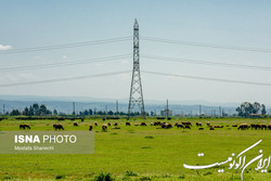 شناسایی گونه‌های جنگلی در معرض خطر چرای دام