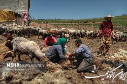 عدم تاثیر خشکسالی‌ها بر تولید میزان گوشت قرمز از سوی عشایر